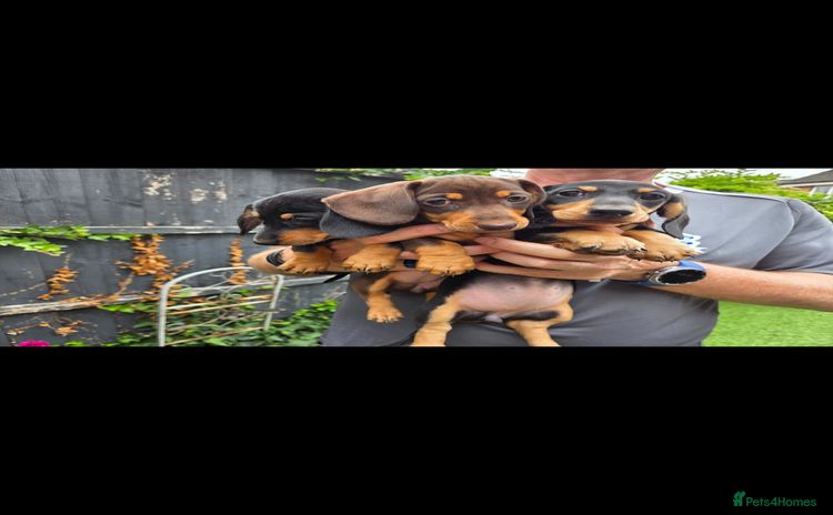 Miniature Dachshund dogs - Advert 1