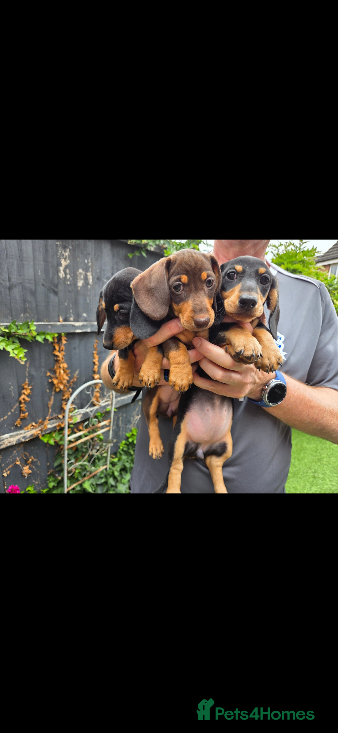 Miniature Dachshund dogs for sale: Last remaining Black and Tan girl  - Image 1