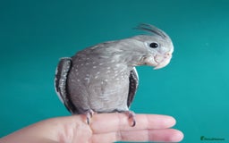 Cockatiels birds for sale: Hand reared semi tame DNA sexed baby cockatiel  in Worthing - Image 7