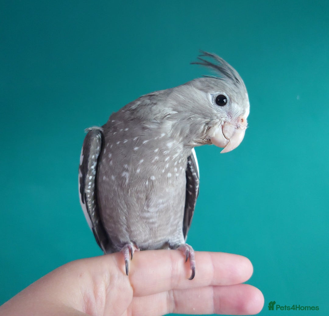 Cockatiels birds for sale: Hand reared semi tame DNA sexed baby cockatiel  in Worthing - Image 7