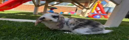 Mini Lop rabbits for sale: Mixed Mini Lop baby rabbits  in Maidstone - Advert 3