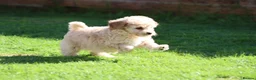 Cavapoochon dogs for sale: Beautiful Cavapoochon puppies for sale - Advert 23