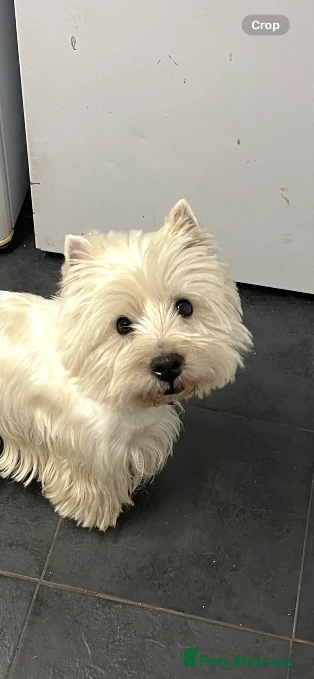 Mixed Breed dogs for sale: Jack highland terrier puppies - Advert 2