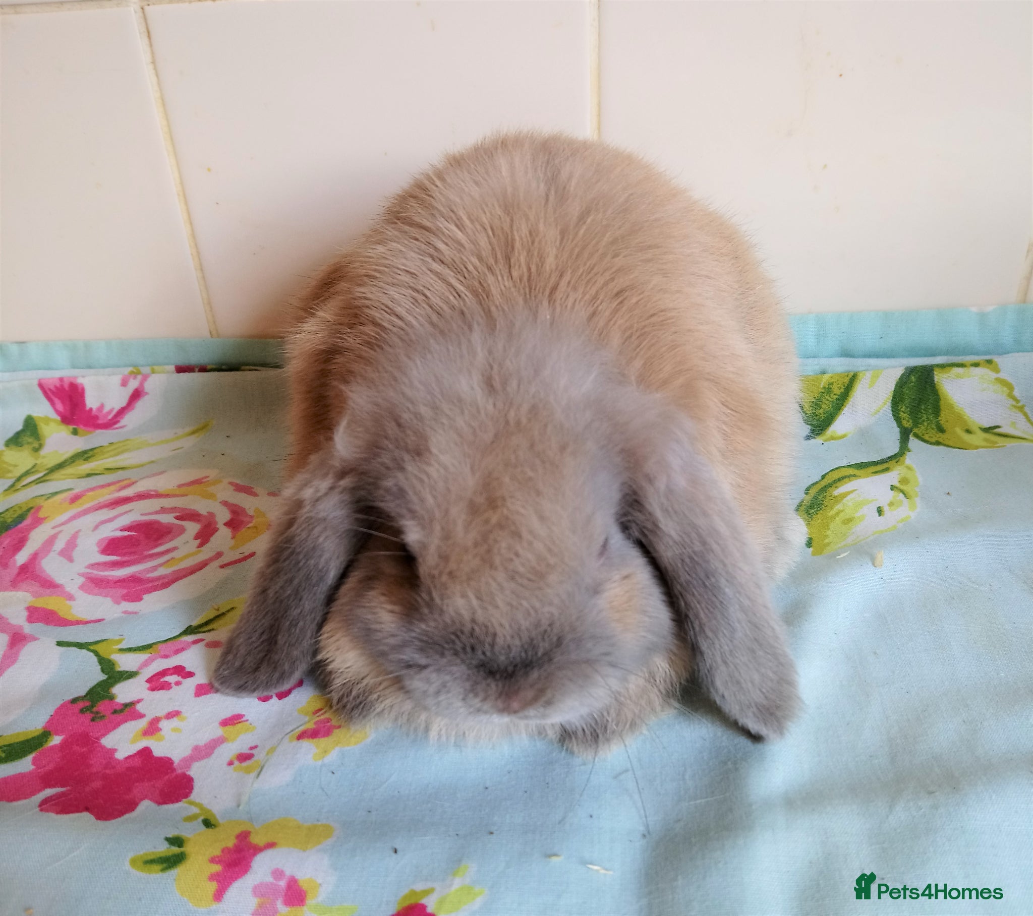 Mini Lop rabbits Pedigree Mini Lops - Advert 2