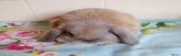 Mini Lop rabbits for sale: Pedigree Mini Lops in Tamworth - Advert 8