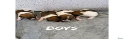 Jack Russell dogs for sale: Jack Russell puppies  - Advert 4