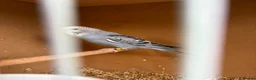 Budgerigars birds for sale: Baby budgies  - Advert 6