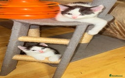 Mixed Breed cats for sale: 5 Beautiful Black & White Kittens Available  - Image 14