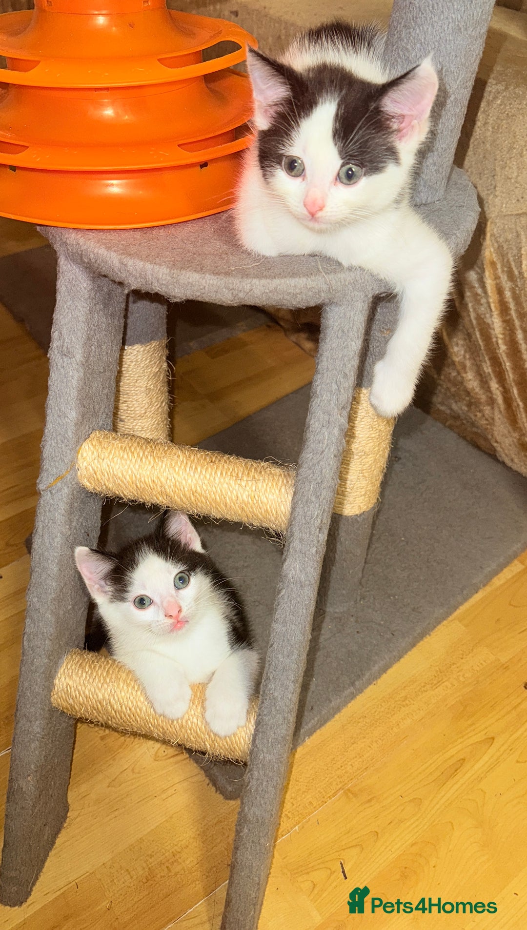 Mixed Breed cats for sale: 5 Beautiful Black & White Kittens Available  - Image 14