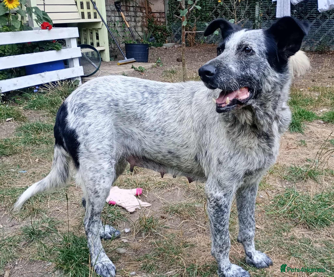 Mixed Breed dogs for adoption: 🐾 Molly is Looking for Her Forever Home 🐾 - Image 5