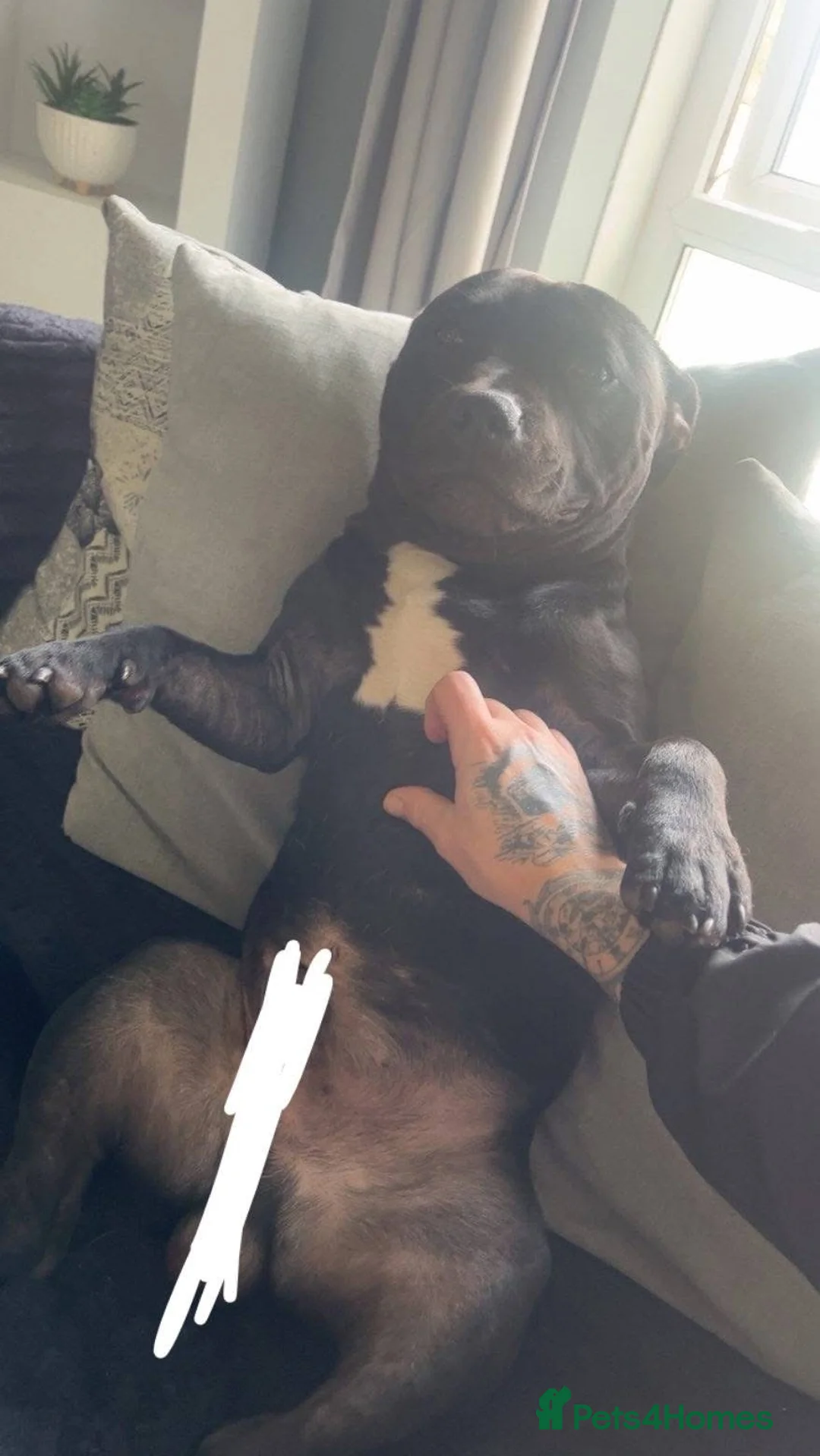 Staffordshire Bull Terrier dogs for sale: 2 year old male Staffordshire bull terrior - Advert 7