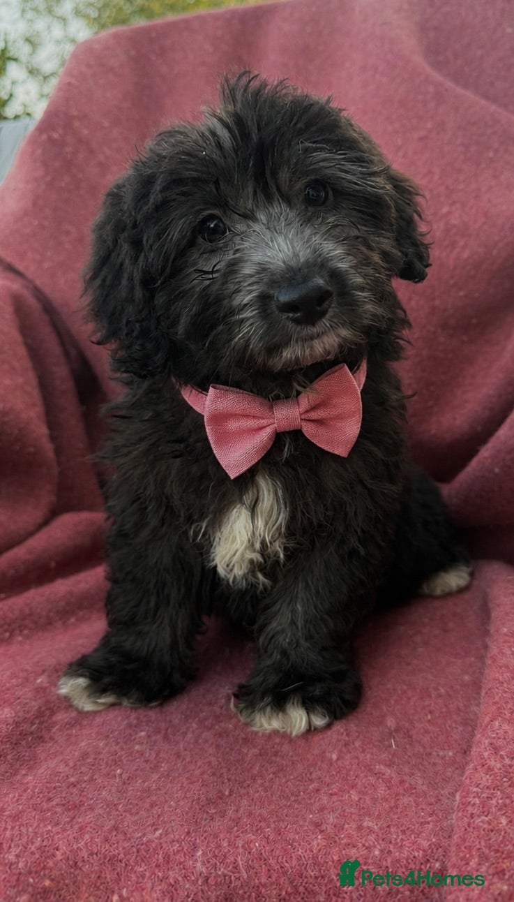 Mixed Breed dogs BEAUTIFUL F1 CORGIPOO GIRL🩷 - Advert 1