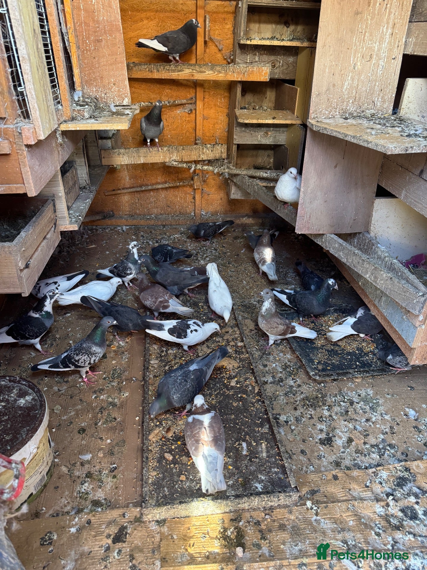 Pigeons birds Pigeons for sale - Advert 2
