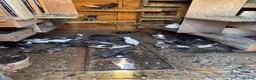 Pigeons birds for sale: Pigeons for sale - Advert 1
