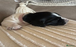Sprocker dogs for sale: Beautiful Chunky Sprocker Pups - Image 8