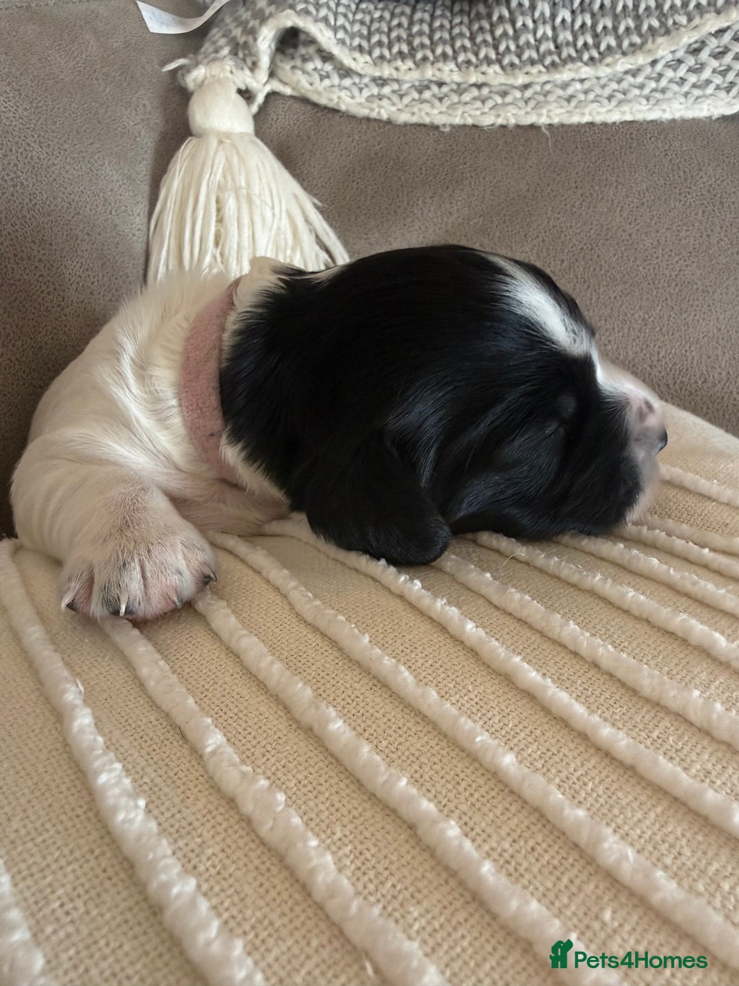Sprocker dogs for sale: Beautiful Chunky Sprocker Pups - Image 8