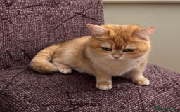 British Shorthair cats for sale: Black Golden Chinchilla  - Image 8