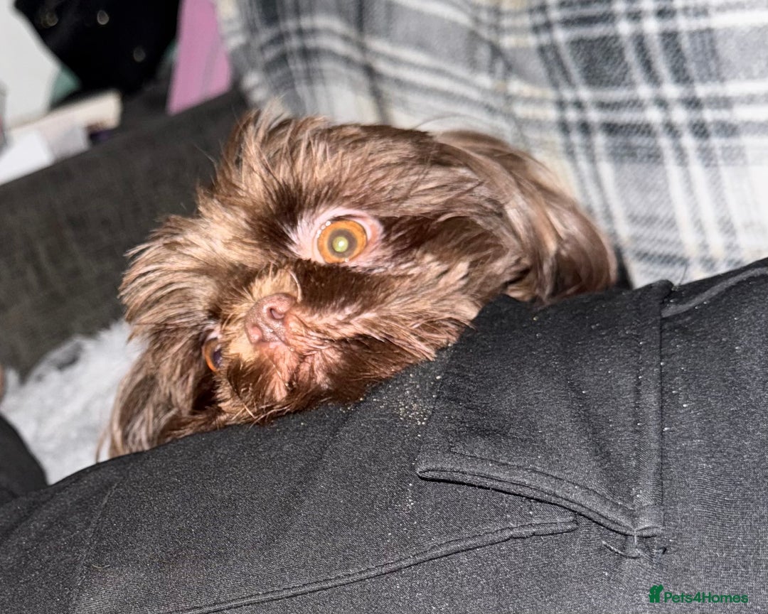 Shih Tzu dogs for sale: Beautiful chocolate bitch  - Image 1