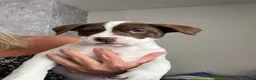American Bull Staffy dogs for sale: American staff pups £850 Ono READY NOW  - Advert 5
