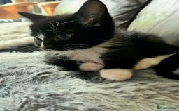 Mixed Breed cats for sale: Ragdoll x breed - Image 7