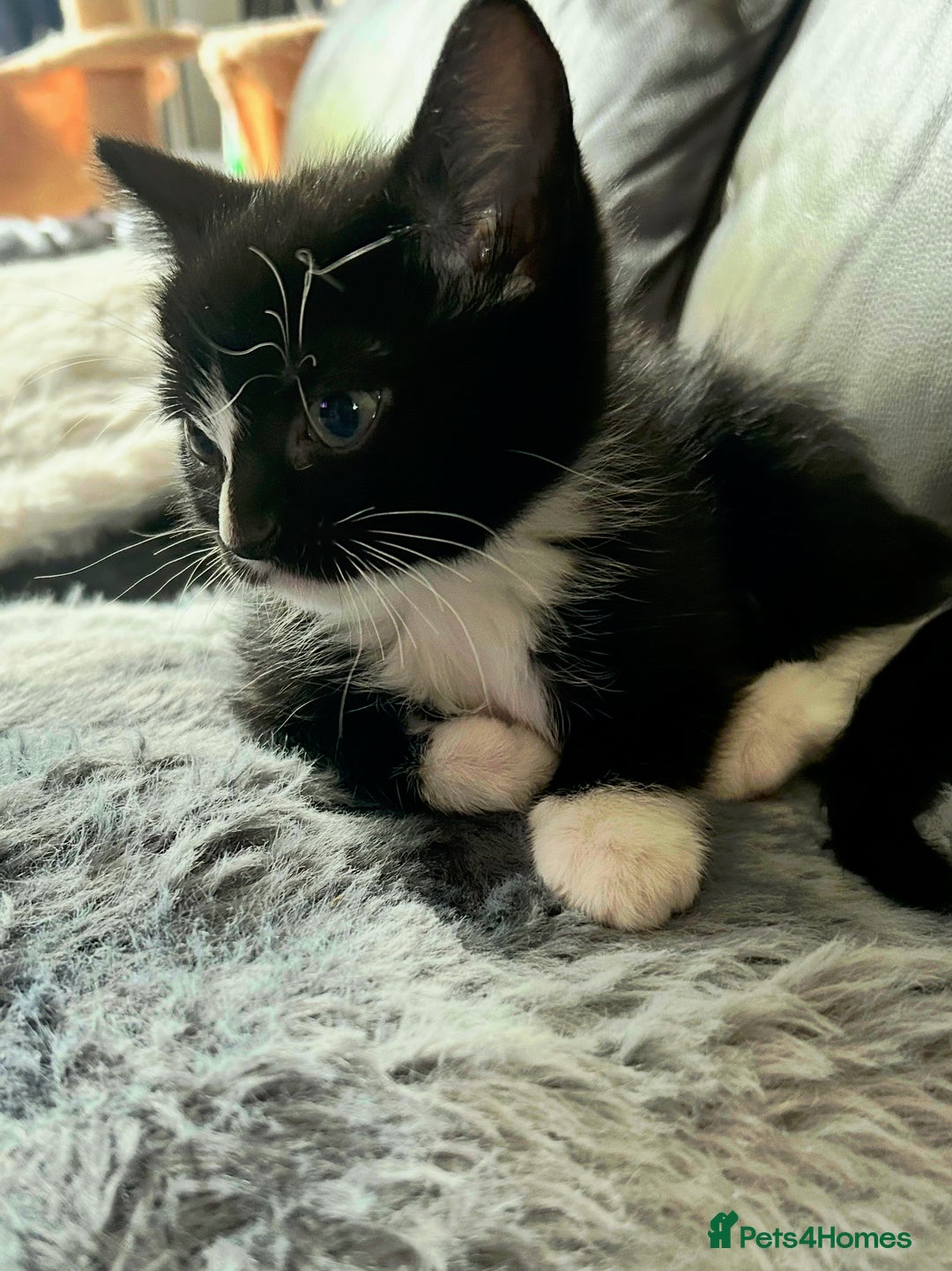 Mixed Breed cats for sale: Ragdoll x breed - Image 7