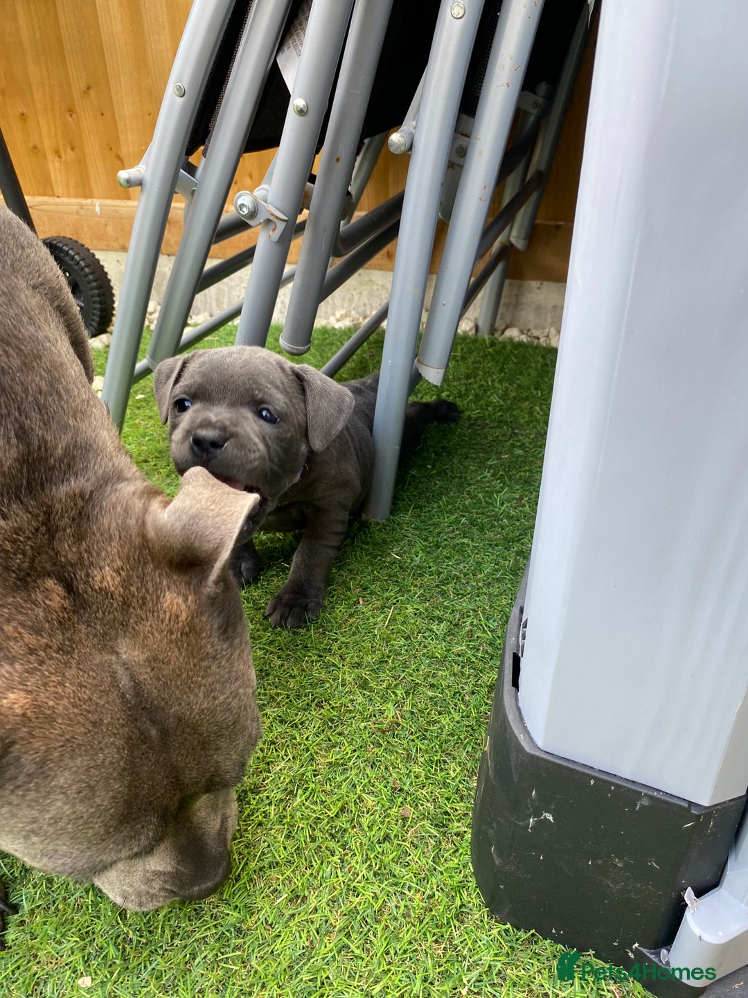 Staffordshire Bull Terrier dogs for sale: KC registered Blue Staffordshire bull terrier’s  in Colchester - Image 16
