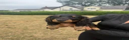 Miniature Dachshund dogs for sale: 3 left cute dachshund puppies  - Advert 6