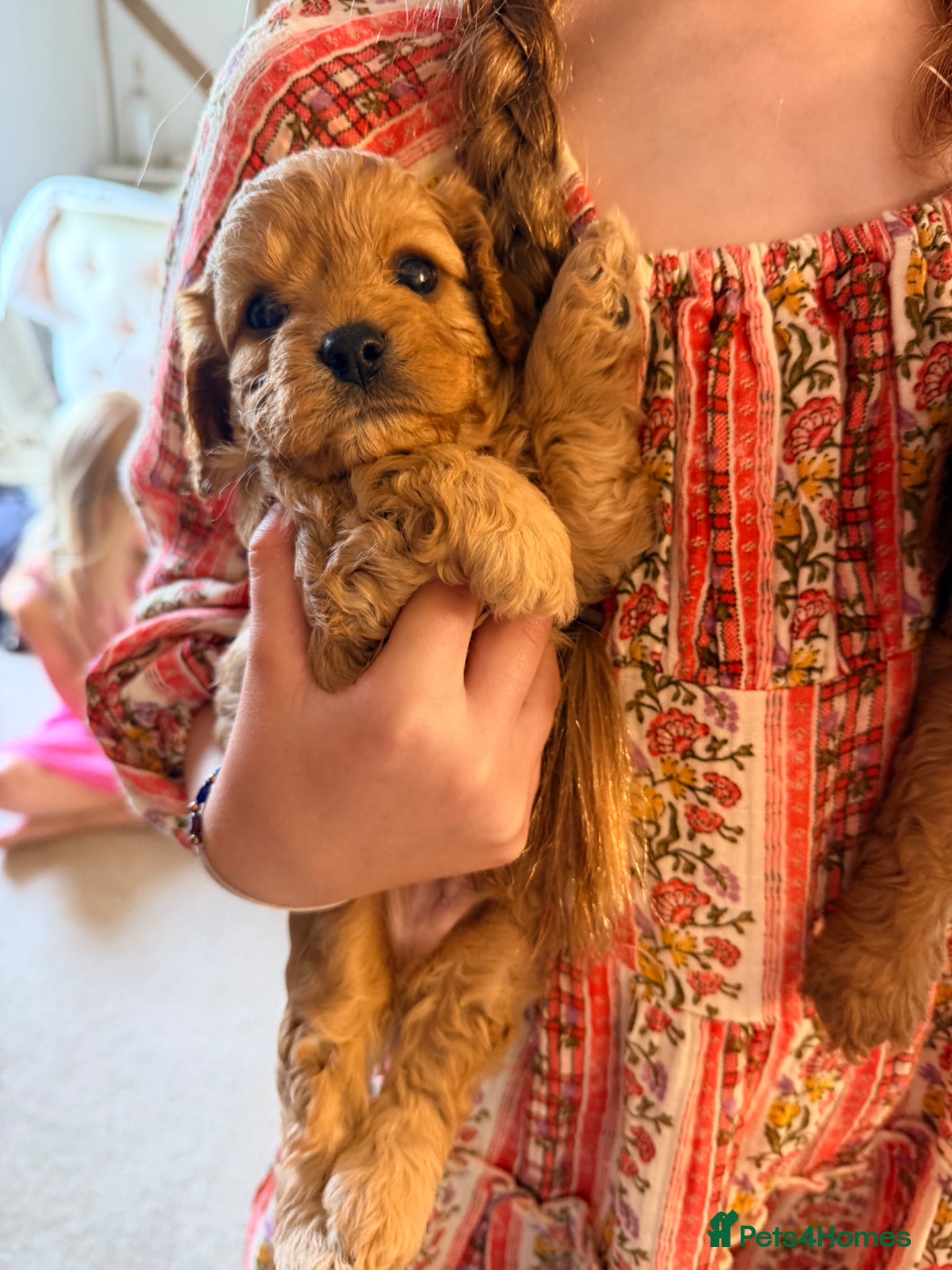 Cavapoo dogs 🐶 FAMILY CAVAPOO PUPPIES 🐶 - Advert 2