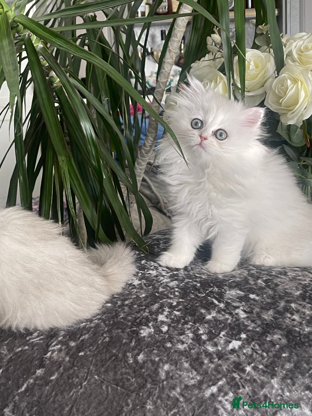 Persian cats for sale: Silver Persian chinchilla kittens, 2 Male 1 Female - Image 2