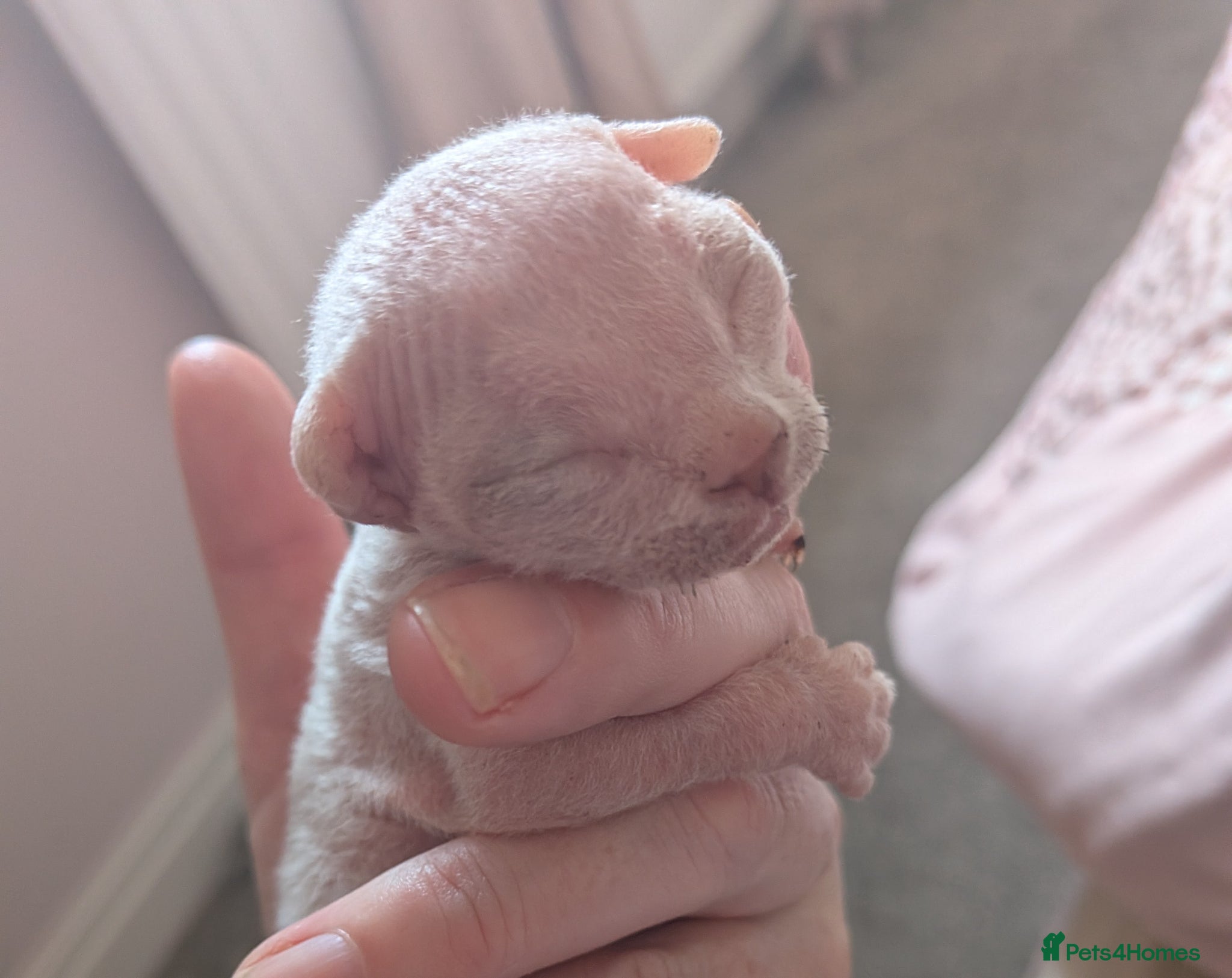 Sphynx cats Sphinx kittens  - Advert 5