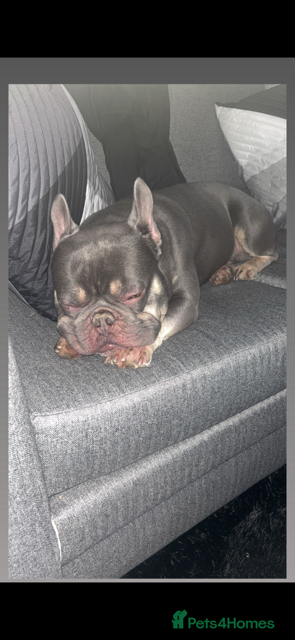 French Bulldog dogs for sale: Beautiful boy  - Advert 4