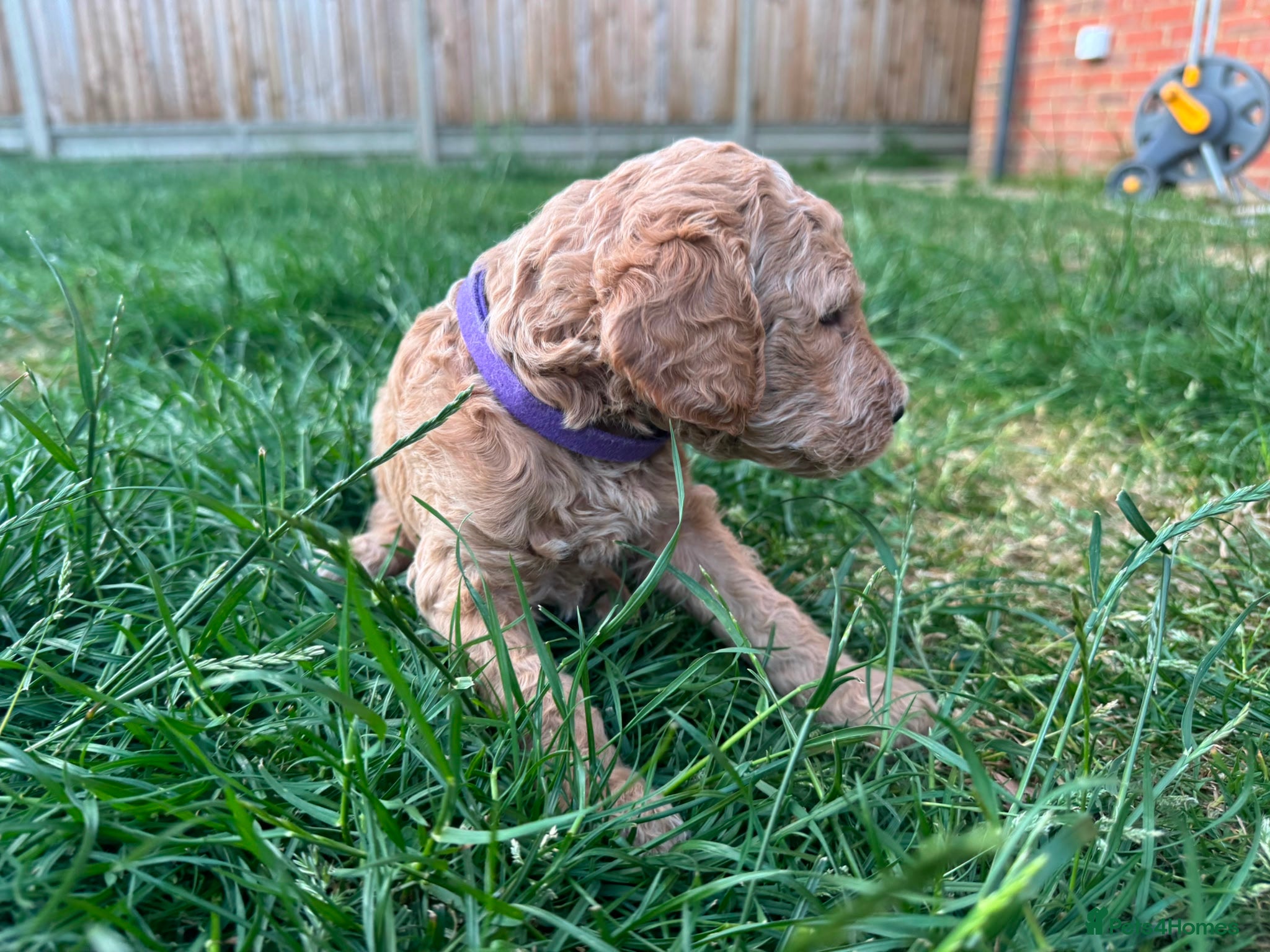 Goldendoodle dogs for sale: Stunning Goldendoodle Puppies in Herne Bay - Advert 6