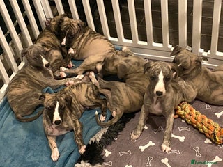 Whippet dogs 🐾✨ Exceptional Brindle Whippet Puppies✨🐾 - Advert 2