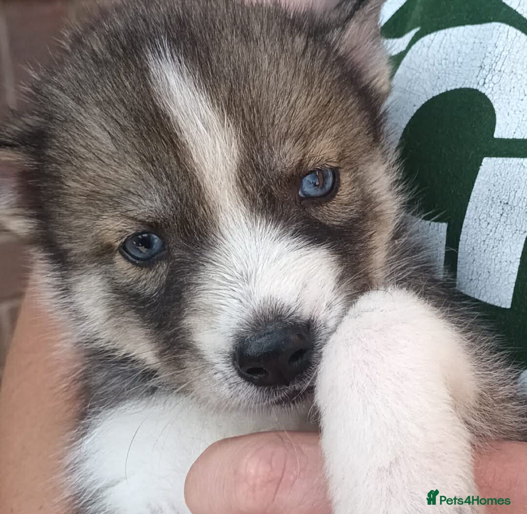 Siberian Husky dogs Pedigree Siberian Husky Puppies in York - Advert 3