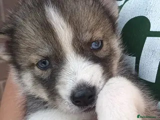 Siberian Husky dogs Pedigree Siberian Husky Puppies in York - Advert 3