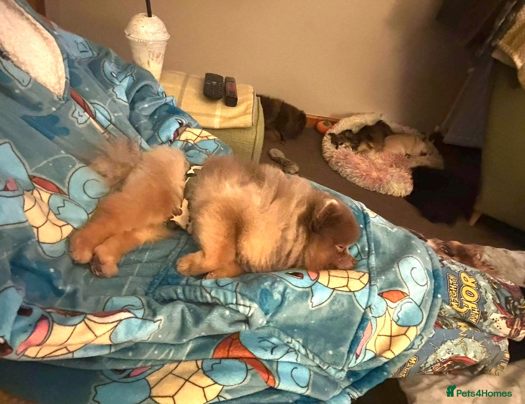 Pomeranian dogs for stud: Lilac and orange tan teddy Bear🪻🍊 - Image 12