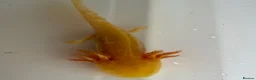 Axolotl reptiles for sale: Axolotl - Advert 11