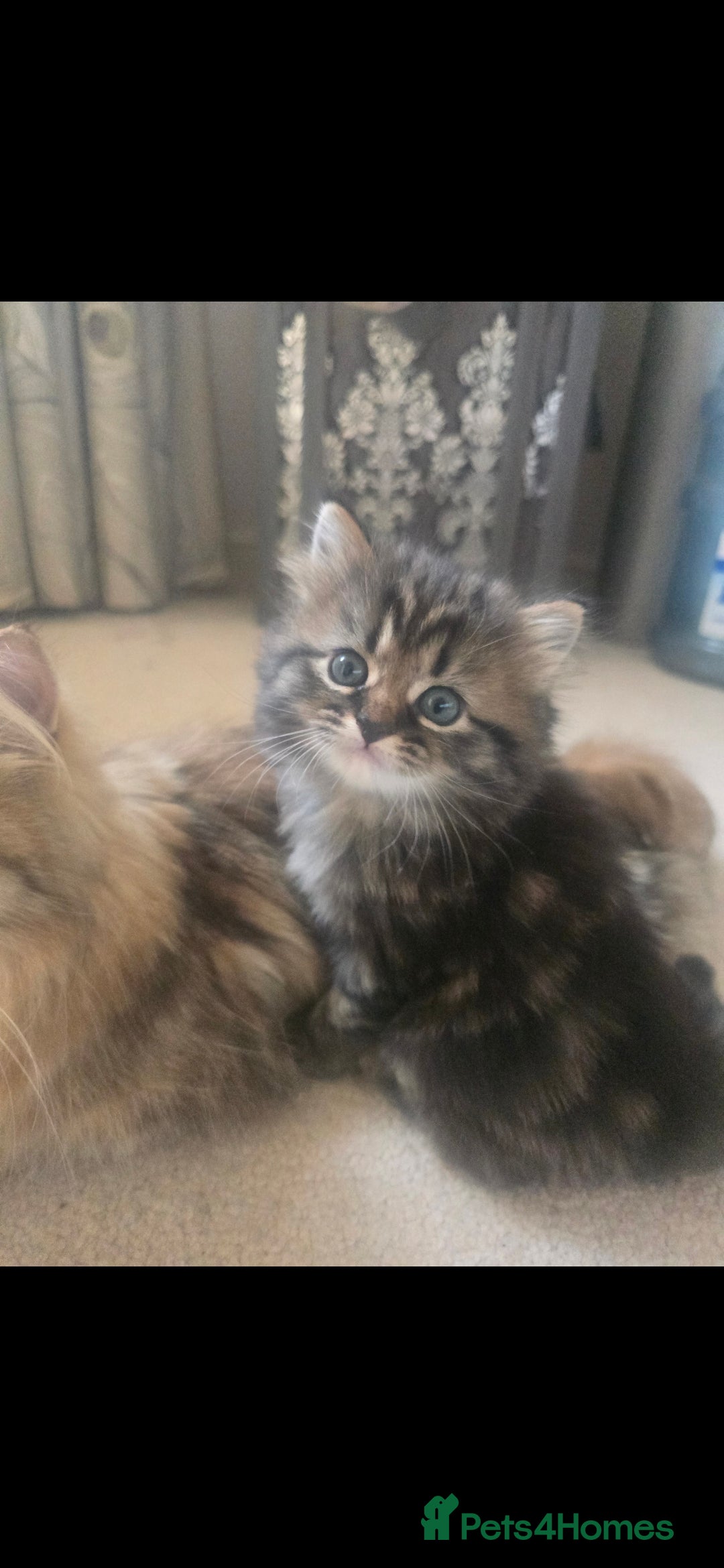 Siberian cats for sale: Siberian cross kitten - Image 11
