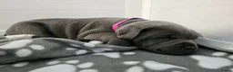 Staffordshire Bull Terrier dogs for sale: Beautiful KC Blue Staffordshire Bull Terrier Pups - Advert 28