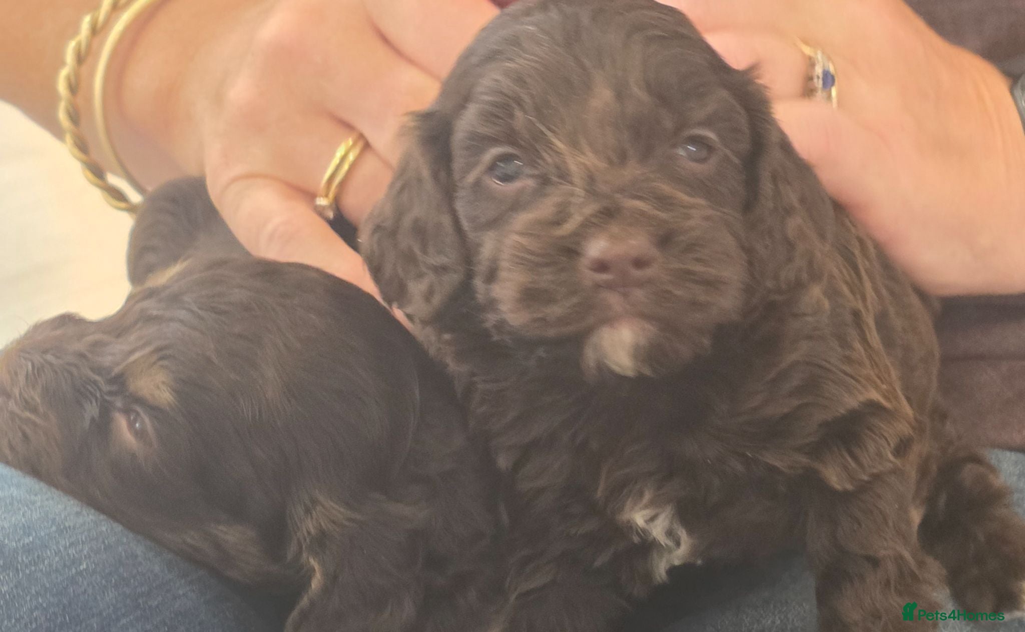 Cockapoo dogs Stunning extensively health tested cockapoos  - Advert 2