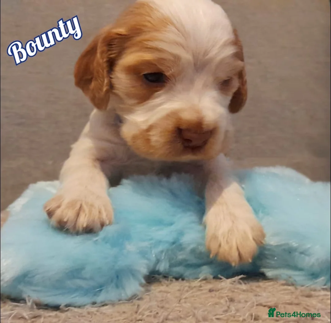 Cocker Spaniel dogs for sale: Stunning litter of Show Cocker Spaniel Puppies - Advert 10