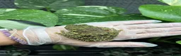 Frog reptiles for sale: Various Amphibians At Urban Exotics - Advert 4