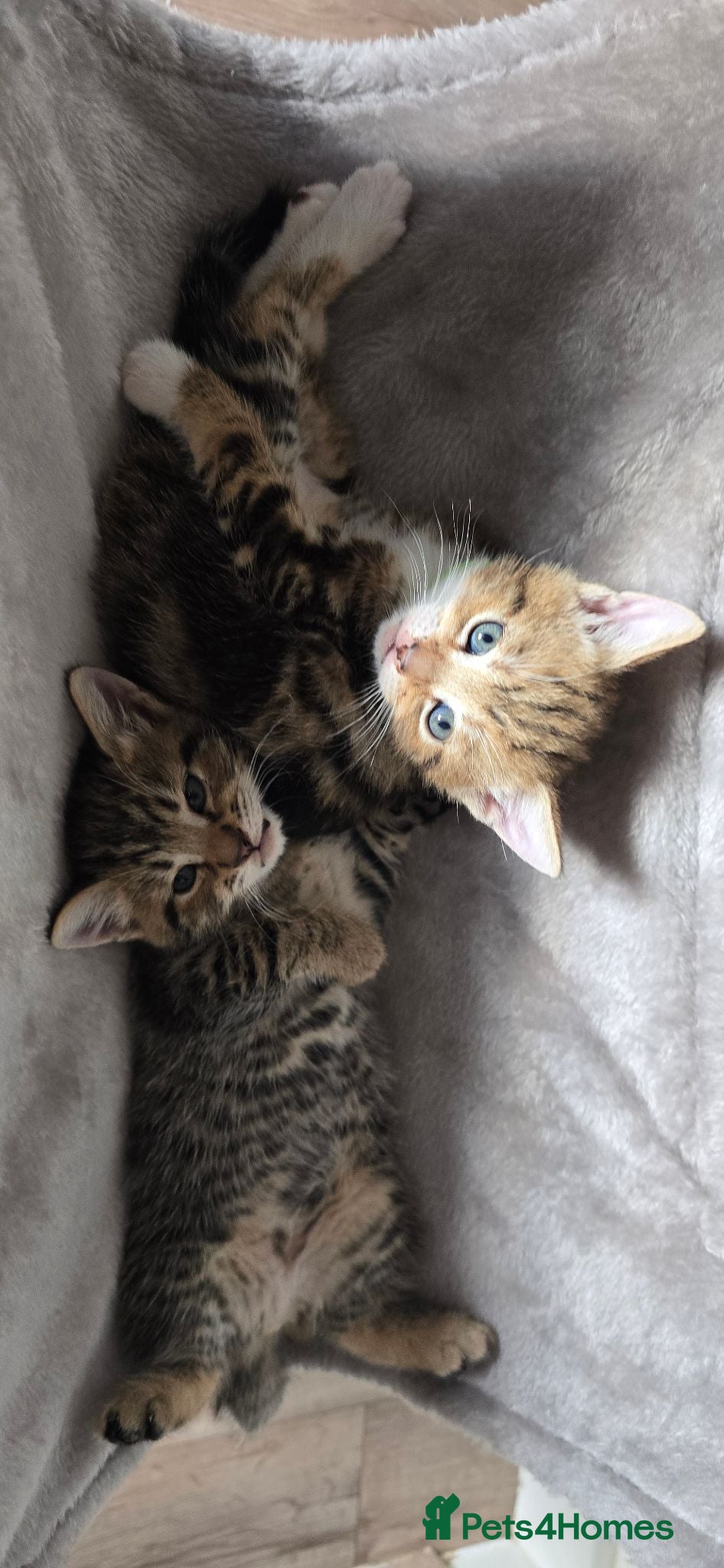 Mixed Breed cats Beautiful Little kittens ♡♡♡ - Advert 1