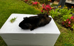 Guinea Pig rodents for sale: Baby boars  - Image 14
