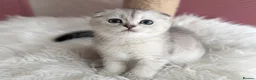 Scottish Fold cats for sale: 💎 Stunning TICA Reg. Scottish Fold Kittens 🐾 - Advert 6