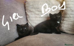 British Shorthair cats for sale: 5 beautiful british shorthair kittens - Image 14