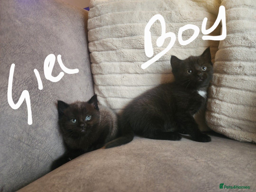 British Shorthair cats for sale: 5 beautiful british shorthair kittens - Image 14