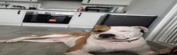 Mixed Breed dogs for sale: Staffie x Boxer - Advert 32