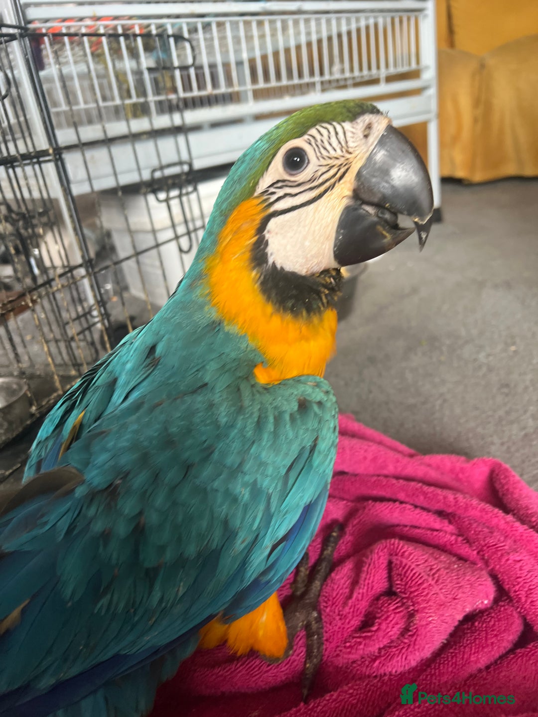 Macaws birds for sale: Hand reared blue & gold Macaw Chick - Image 33