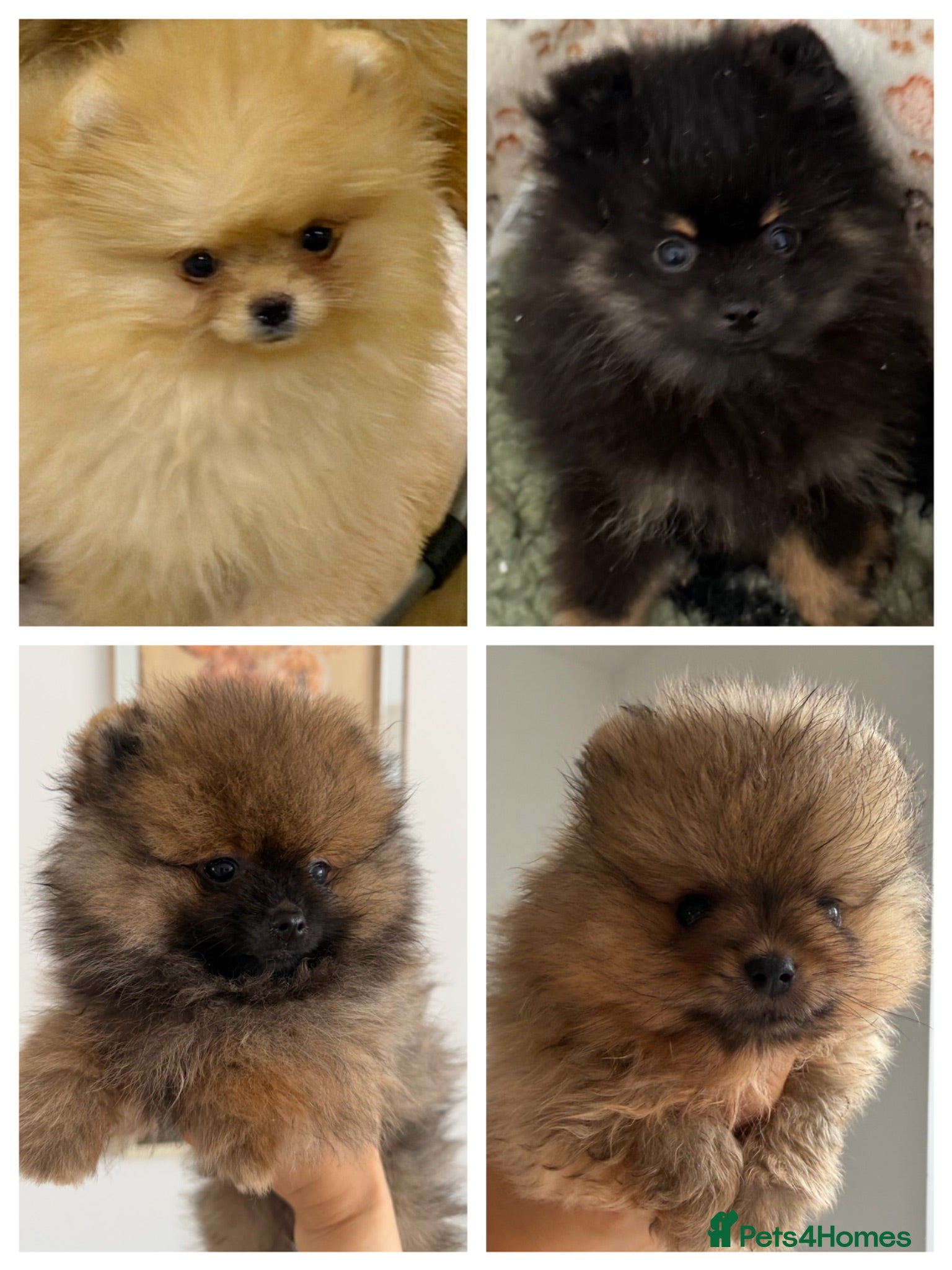 Pomeranian dogs Royal Kennel Club reg show Pomeranian puppies - Advert 1